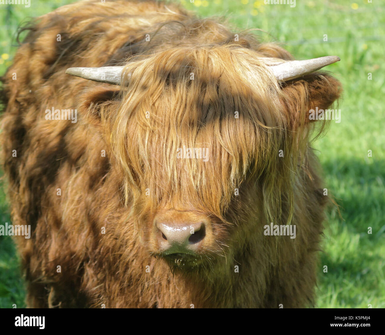 highland cattle cows cow buffalo livestock Scotland UK Stock Photo