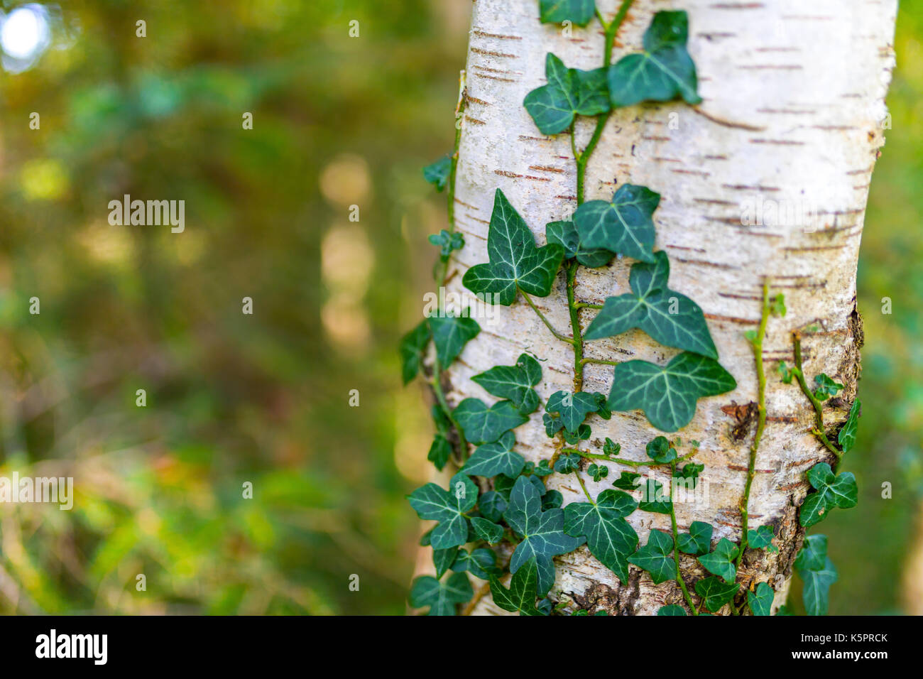 Common ivy, Hedera helix, silver birch, Betula pendula, growing in Ravenglass, Cumbria in te United Kingdom Stock Photo