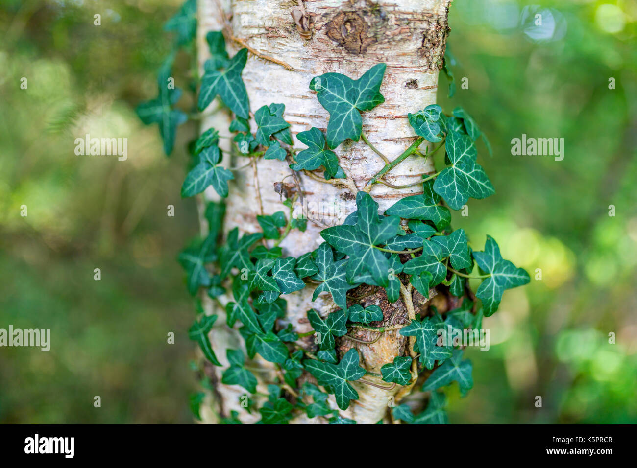 Common ivy, Hedera helix, silver birch, Betula pendula, growing in Ravenglass, Cumbria, United Kingdom Stock Photo