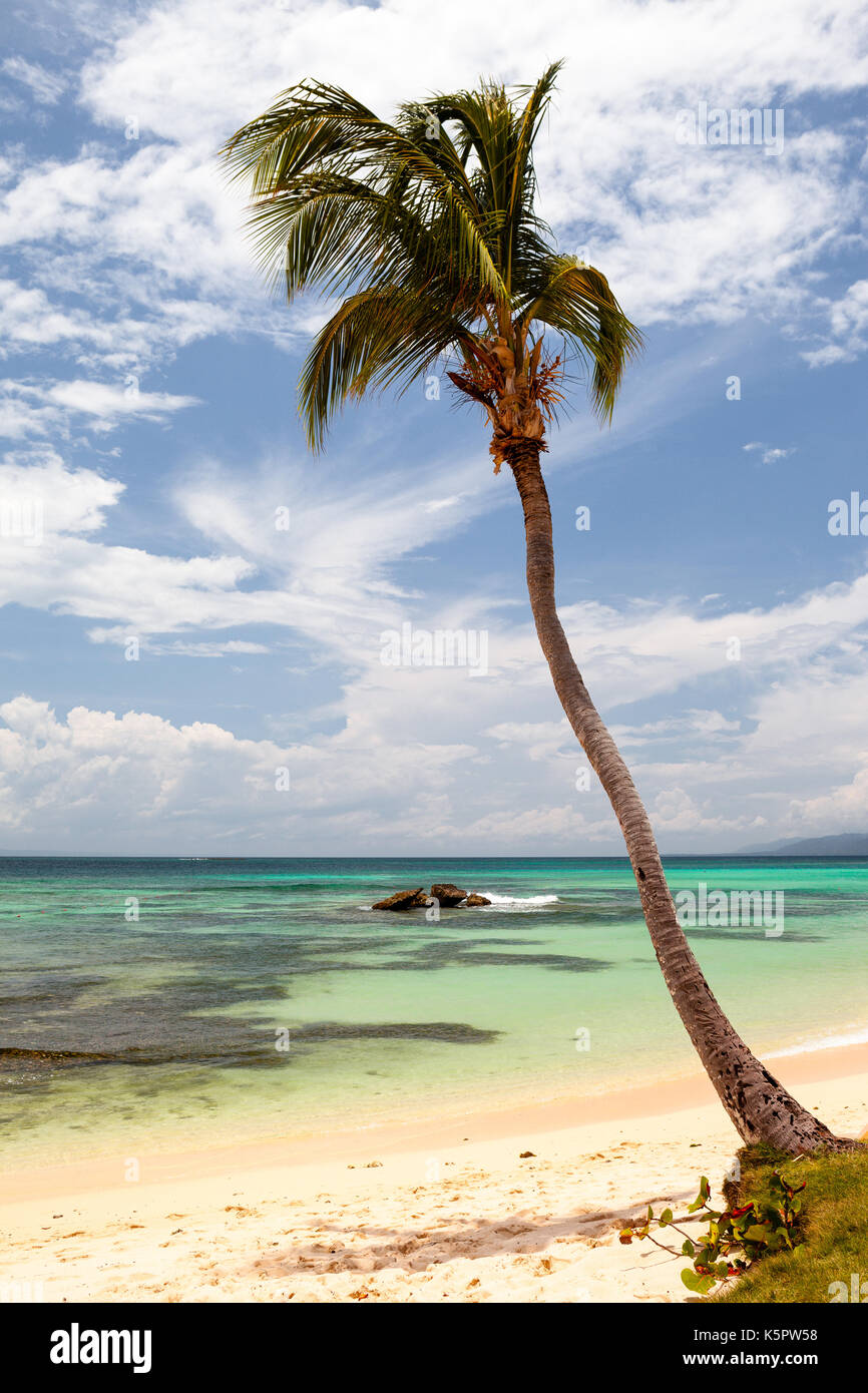Lonely palm in a beach Stock Photo
