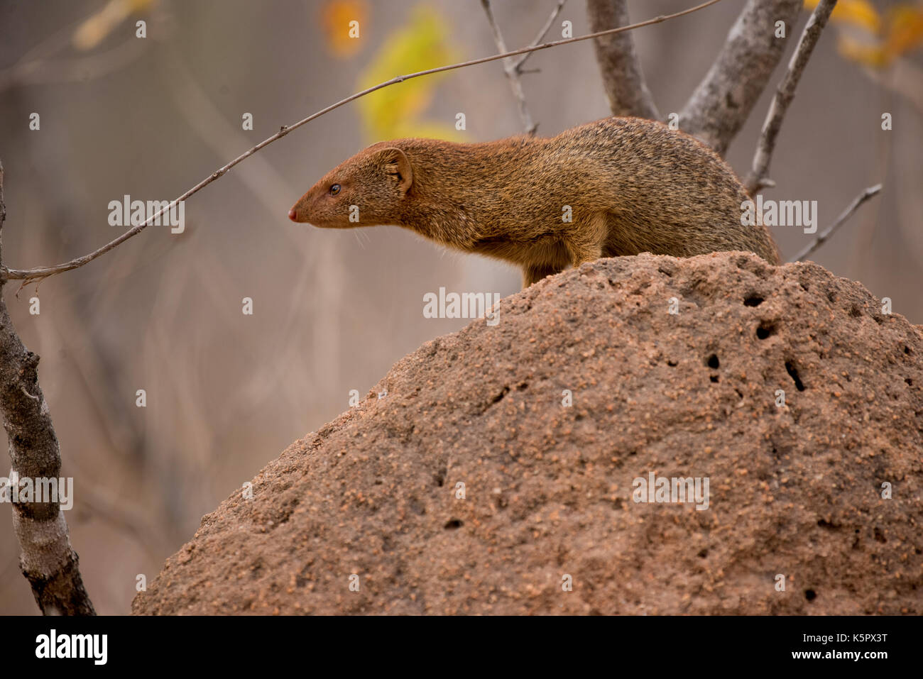 Dwarf Mongoose, Kruger National Park, South Africa Stock Photo