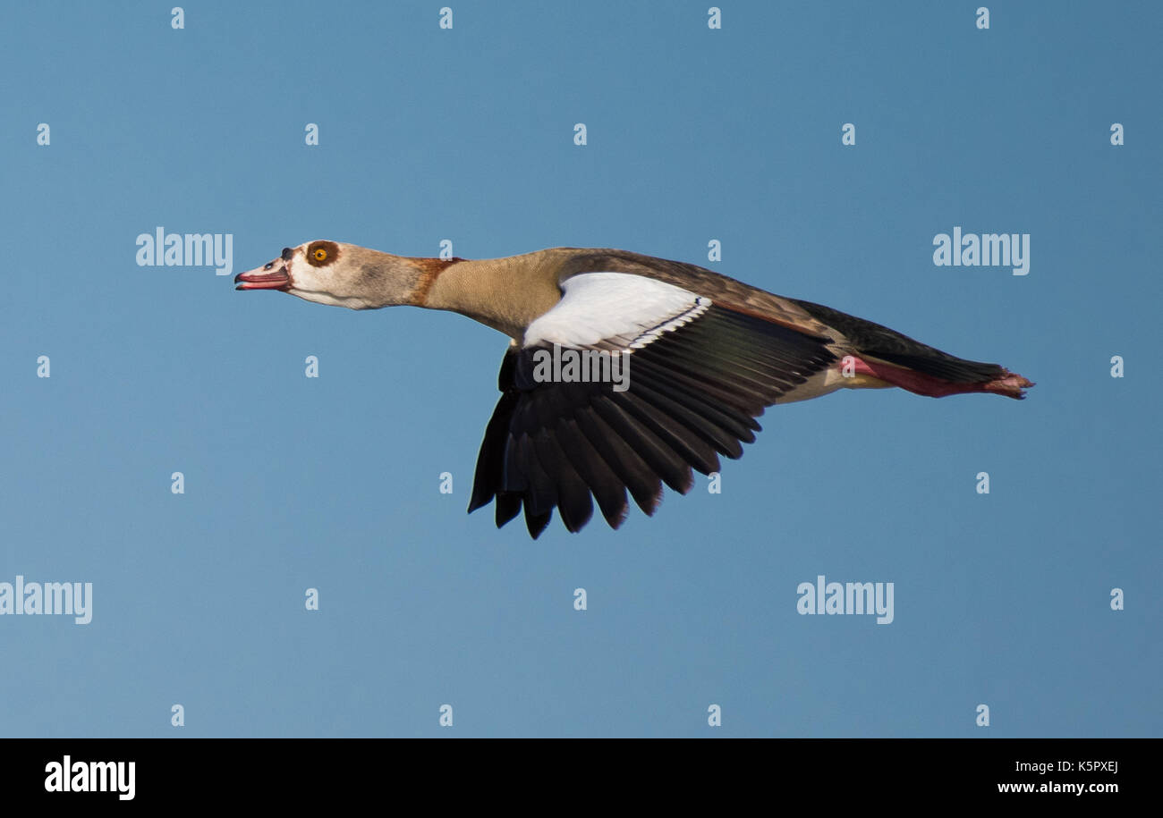 Egyptian goose, Kruger National Park, South Africa Stock Photo