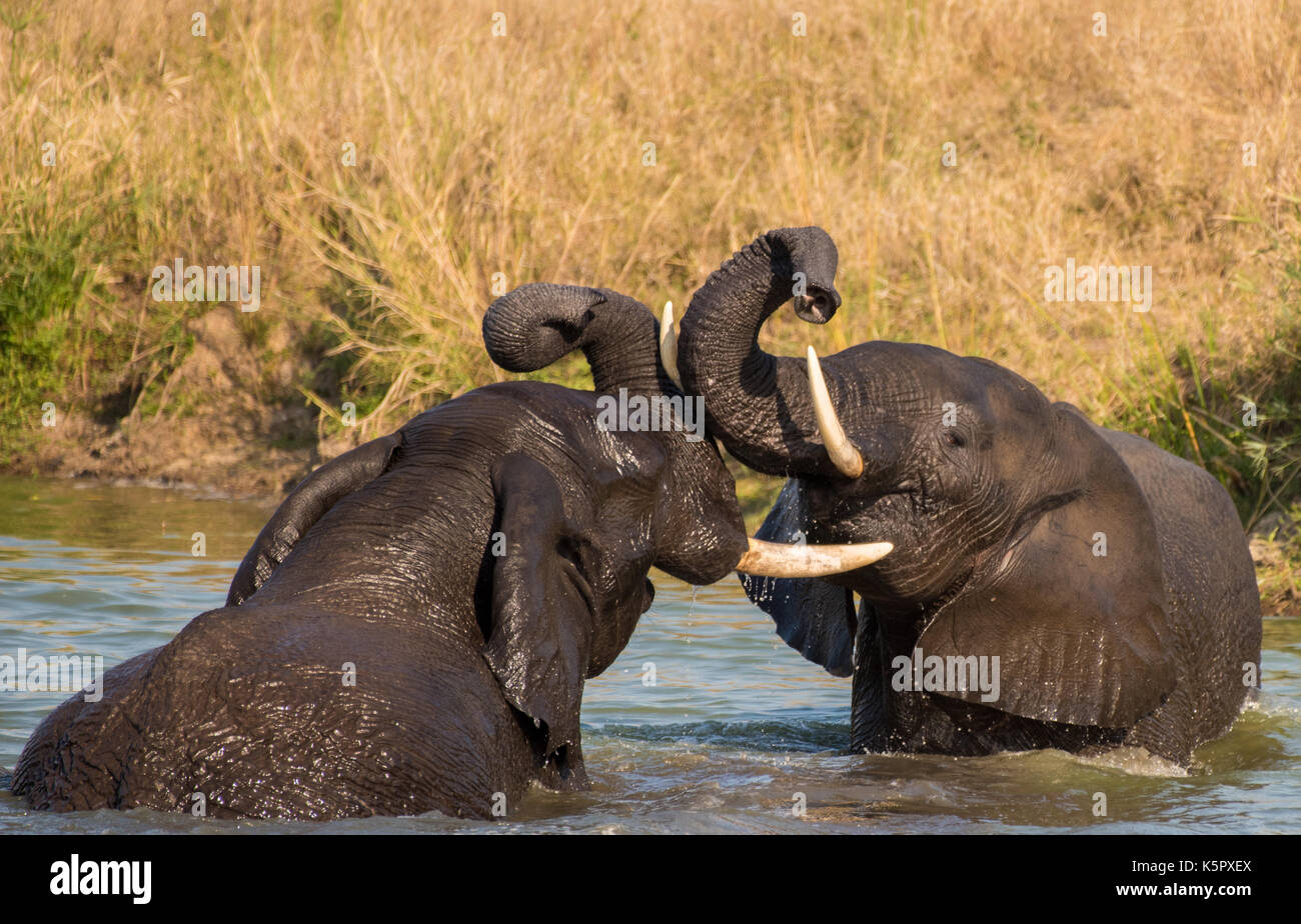 African Elephants wrestling (Loxodonta africana) Stock Photo