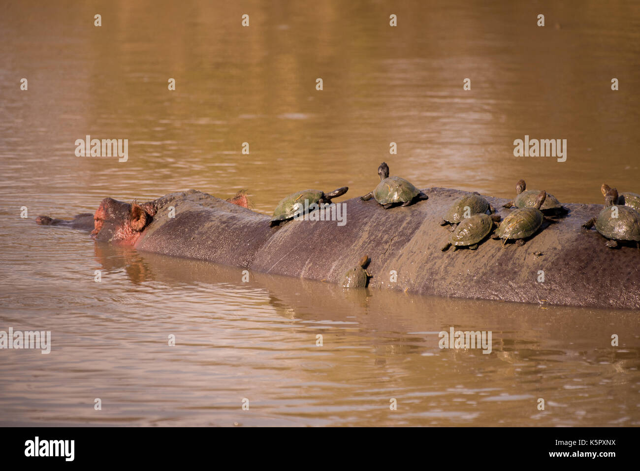 Hippo and terrapins Stock Photo