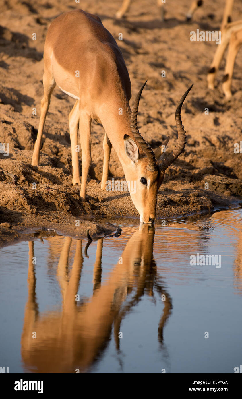 Impala drinking Stock Photo