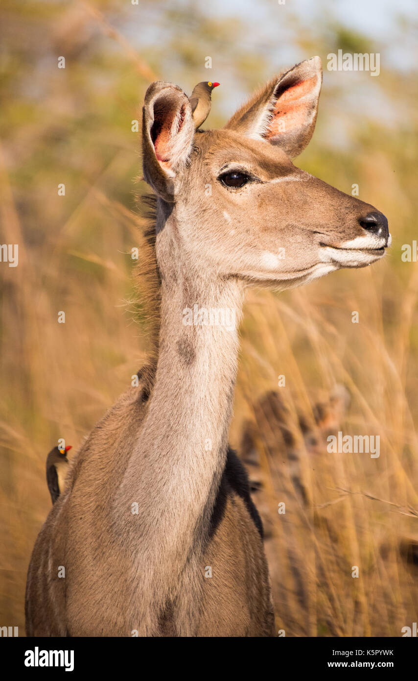 Kudu and Red Billed Oxpeckers, South Africa Stock Photo