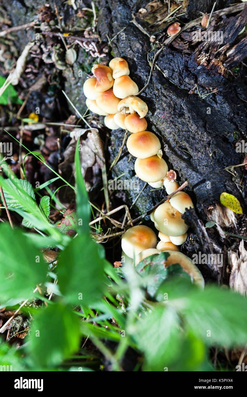 Mushrooms in a tree Stock Photo