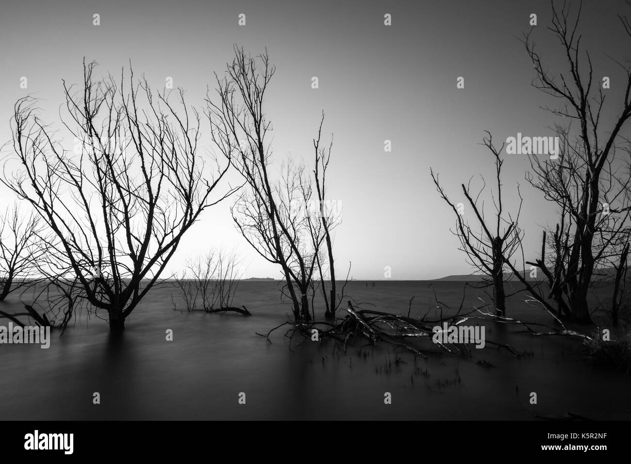 Long exposure photo of a lake at dusk, with trees and branches coming out of still water, and an empty sky Stock Photo