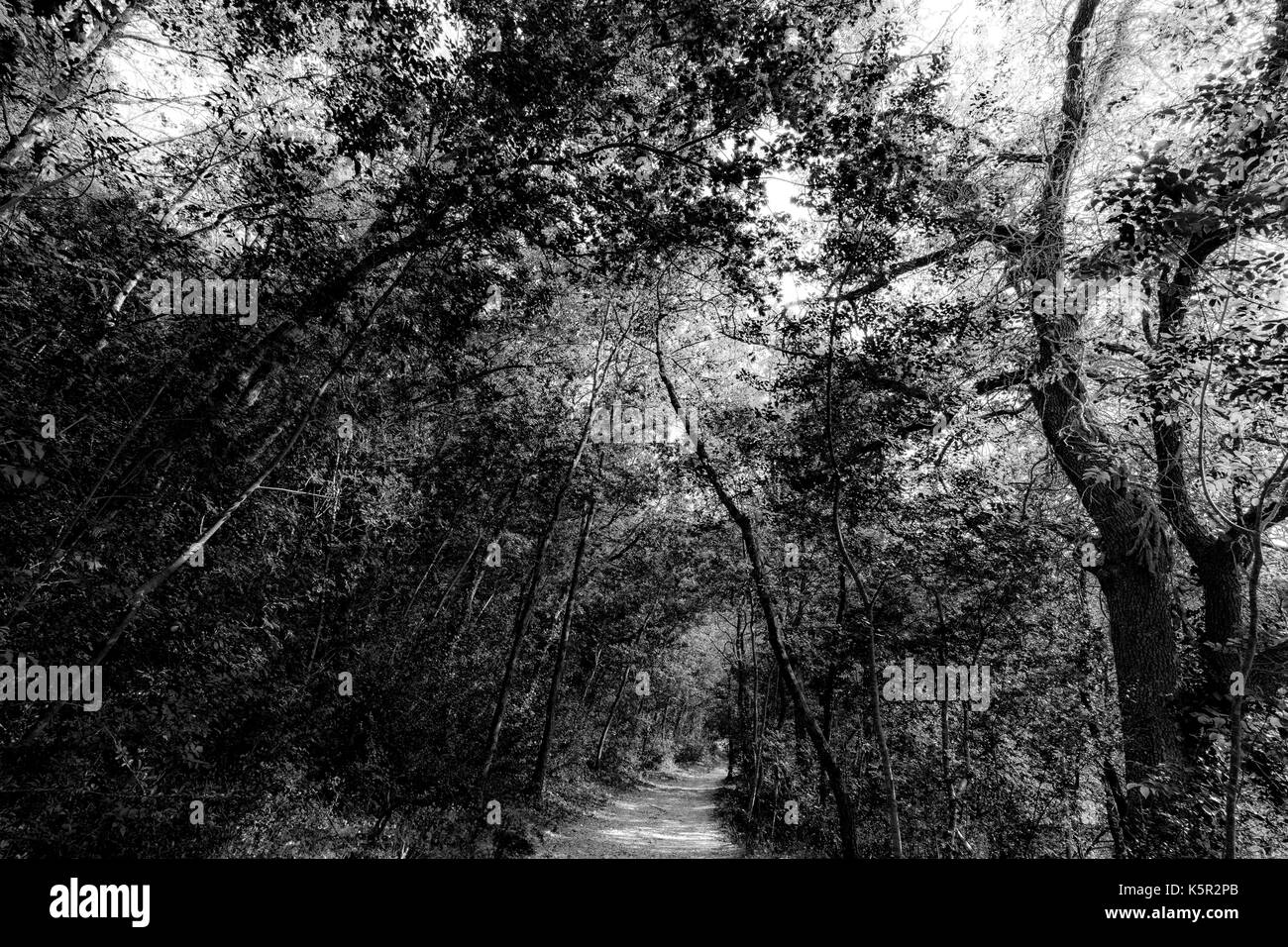 A small path running through a wood, with trees and intricate leaves details and textures Stock Photo