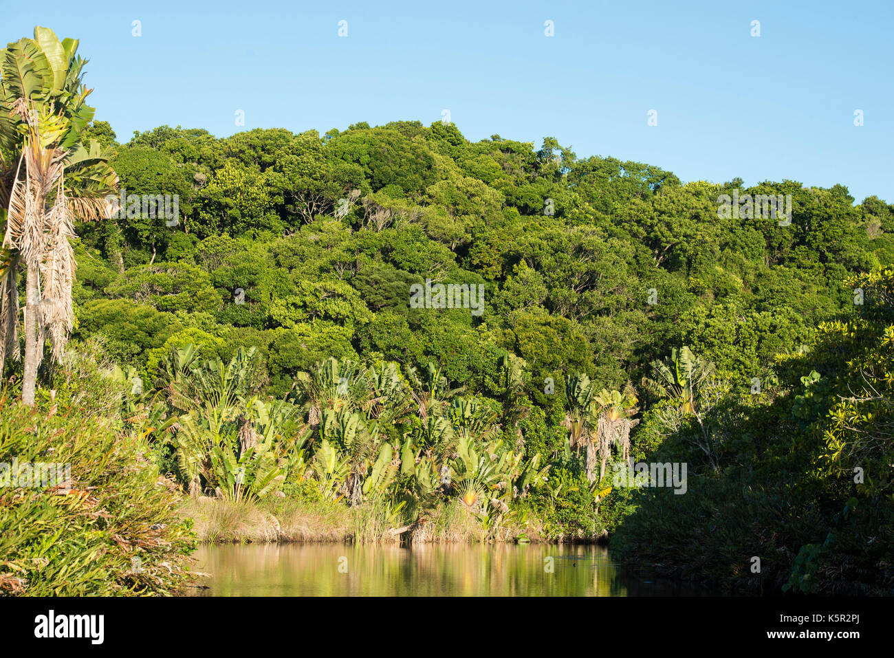 Forested waterways, Sainte Luce Bay, Madagascar Stock Photo