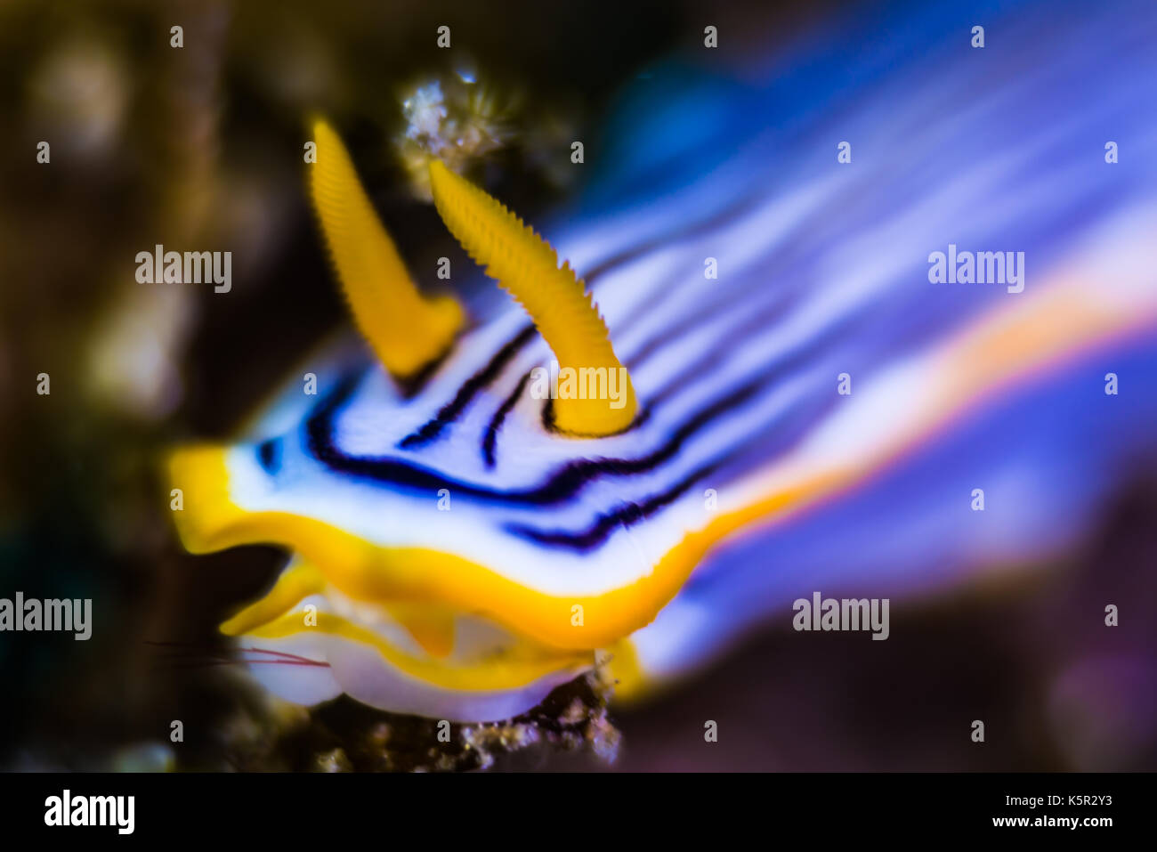 Nudibranch ( Chromodoris burni Rudman, 1982 ) crawling on the coral