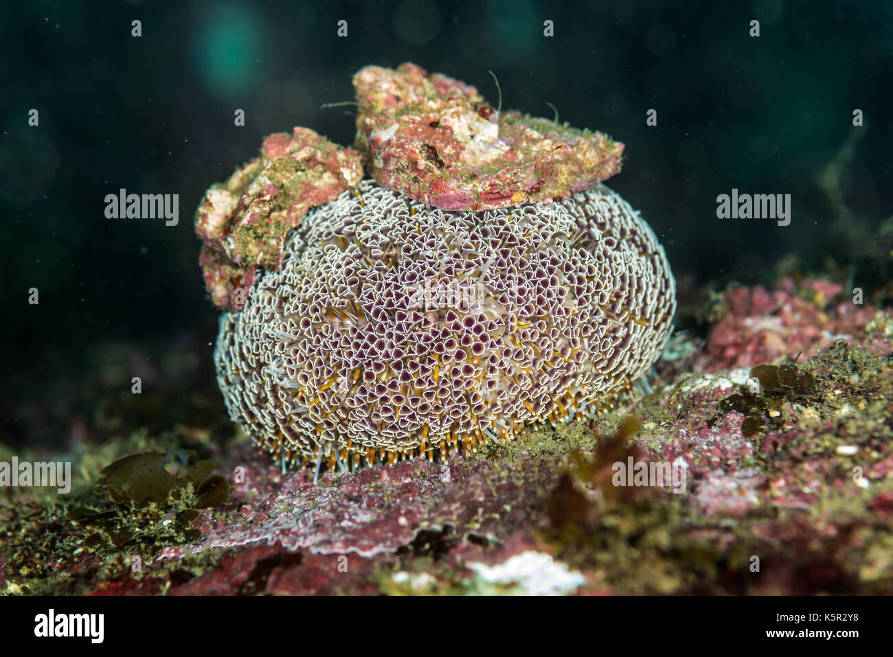 Toxopneustes pileolus japan hi-res stock photography and images - Alamy