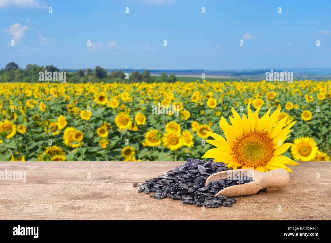 pile of sunflower seeds Stock Photo Alamy