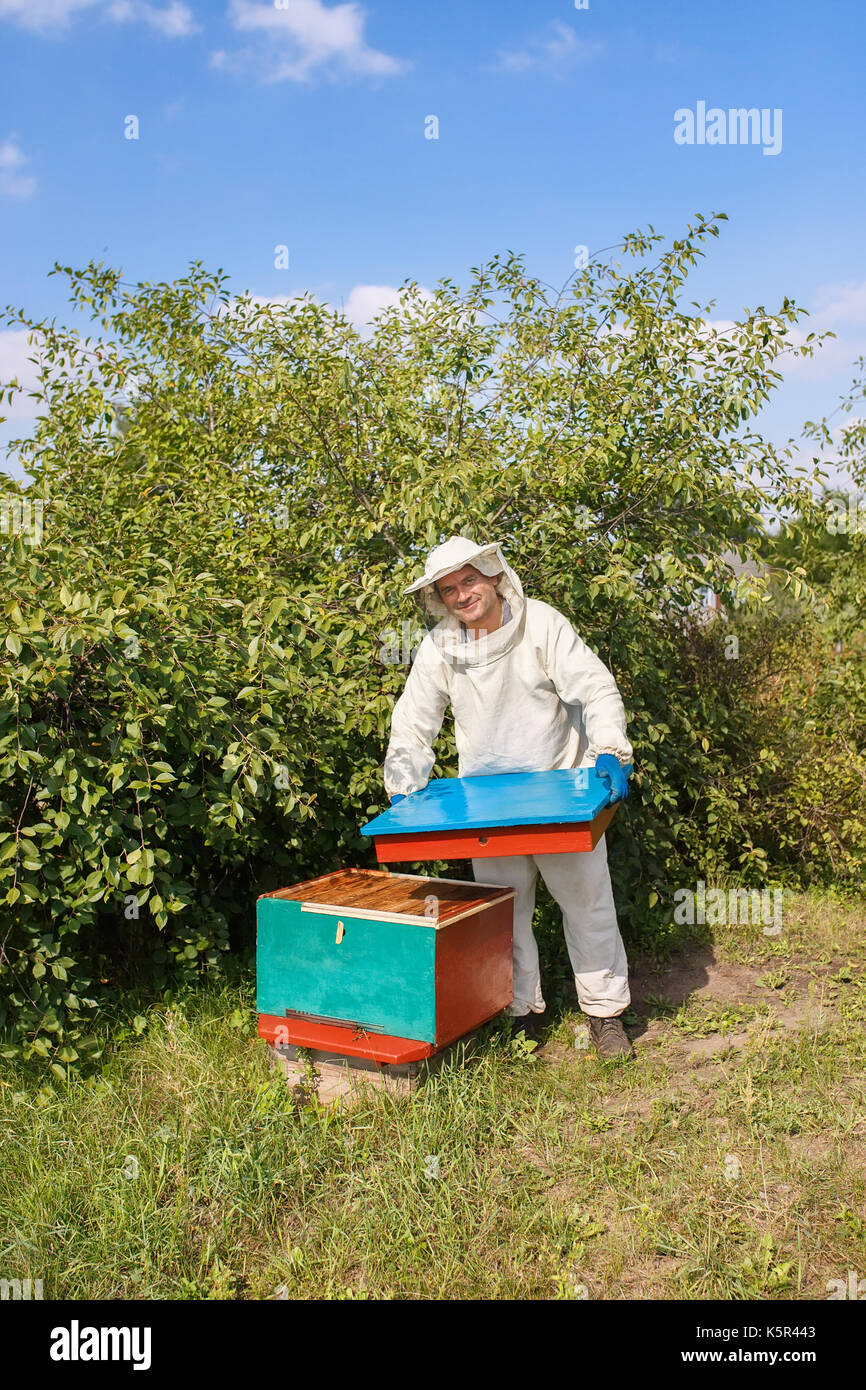 beekeeper opening hive Stock Photo