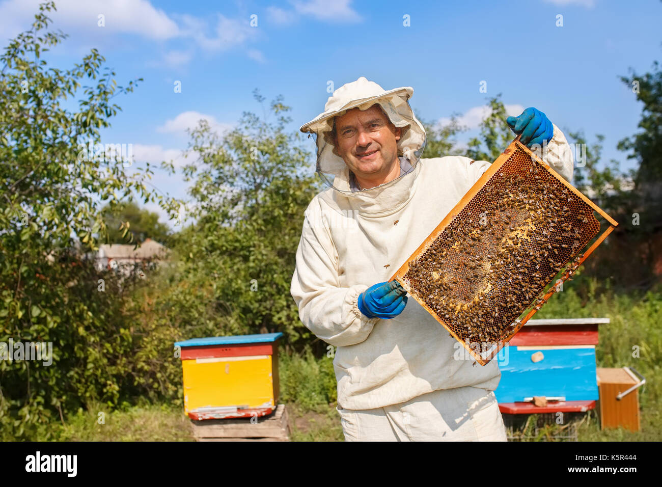 beekeeper with honeycomb in the apiary Stock Photo