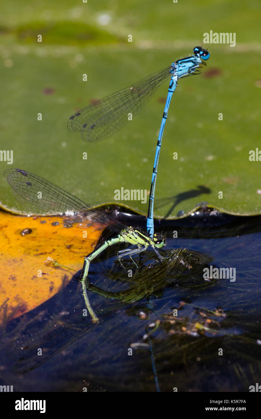 Blue male azure danselfly, Coenagrion puella, clasps green form female during egg laying in a pool Stock Photo