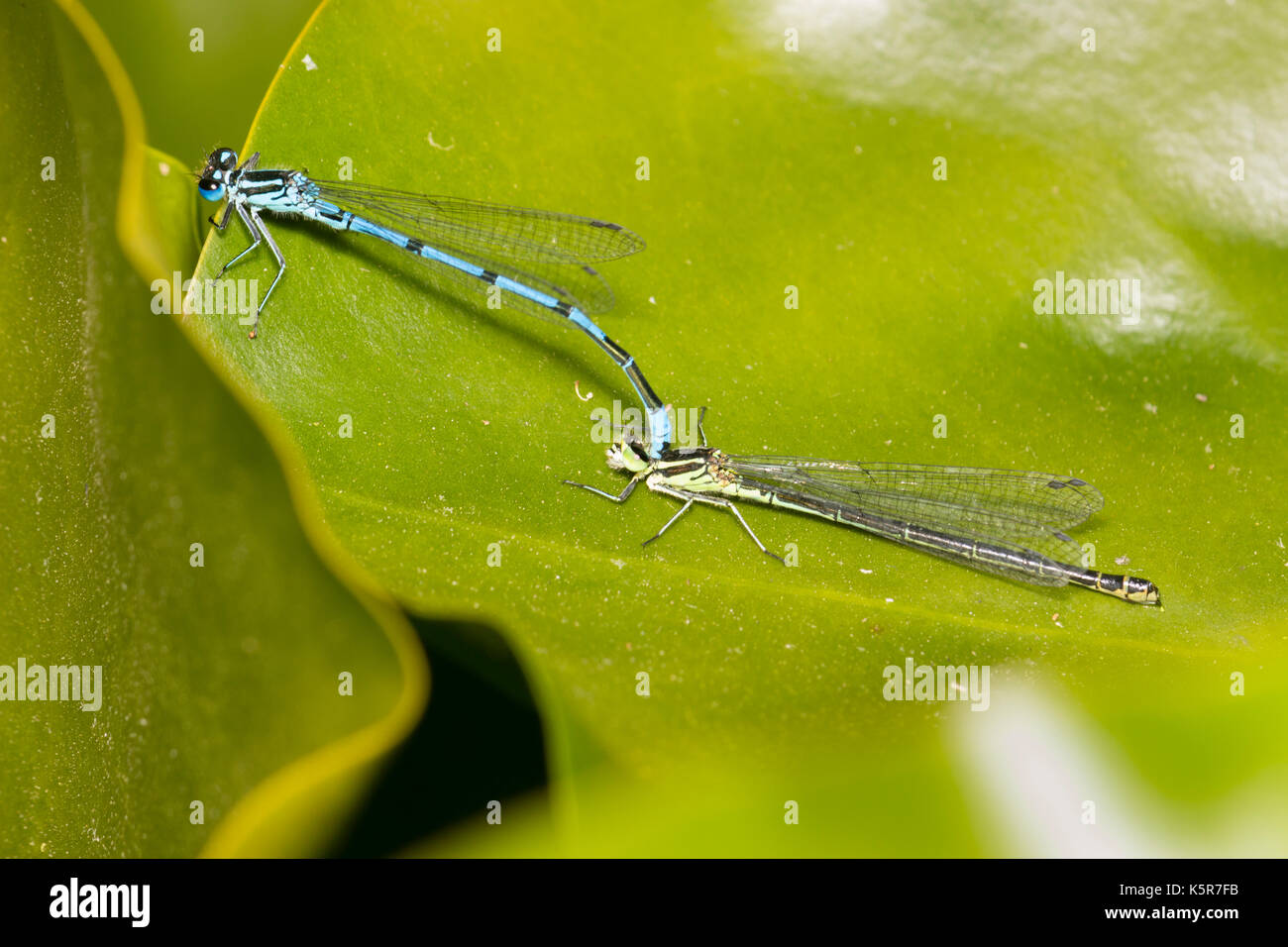 Blue male azure danselfly, Coenagrion puella, clasps green form female as part of mating ritual Stock Photo