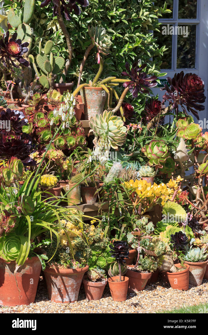 Pot grown succulent display enjoying the summer sun on outdoor staging at East Ruston garden in Norfolk Stock Photo