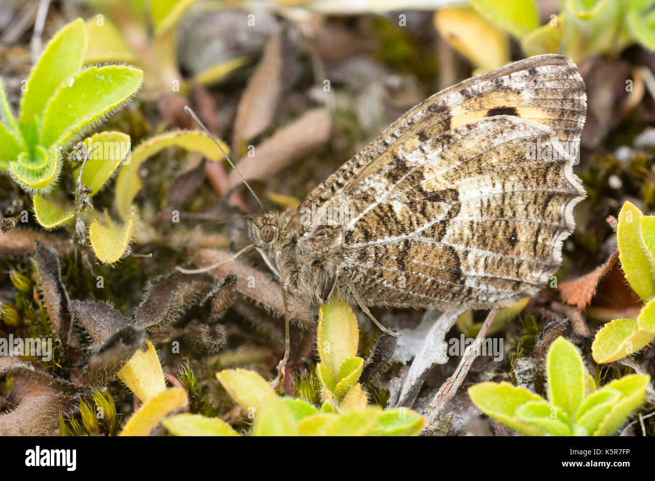 Hipparchia semele, the grayling butterfly at rest and camouflaged among heathland vegetation Stock Photo