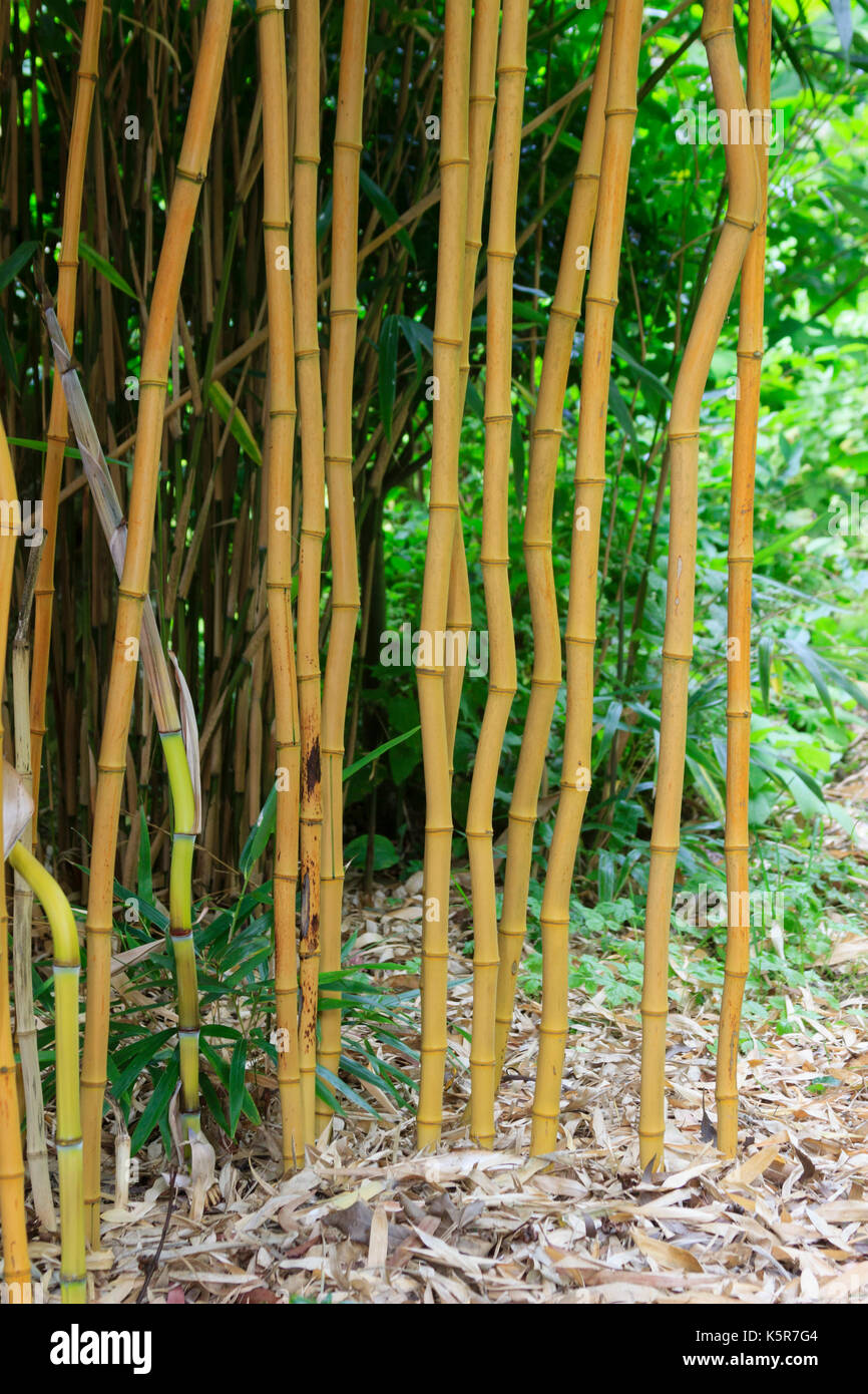 Slightly crooked yellow canes of the golden stemmed bamboo, Phyllostachys aureosulcata f. aureocaulis Stock Photo