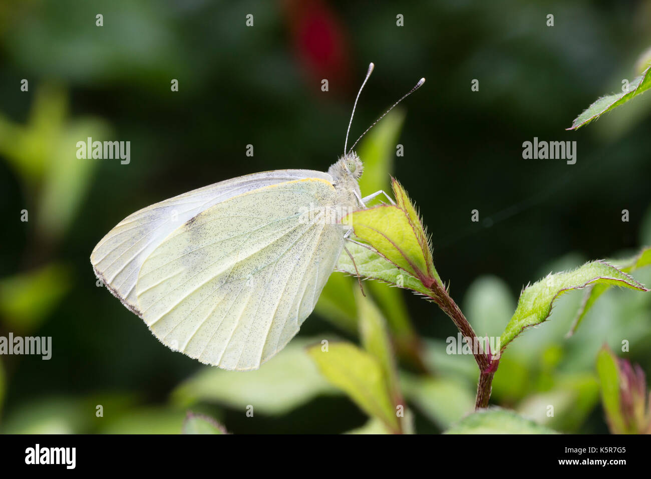 Male large white butterfly, Pieris brassicae, resting on foliage Stock Photo