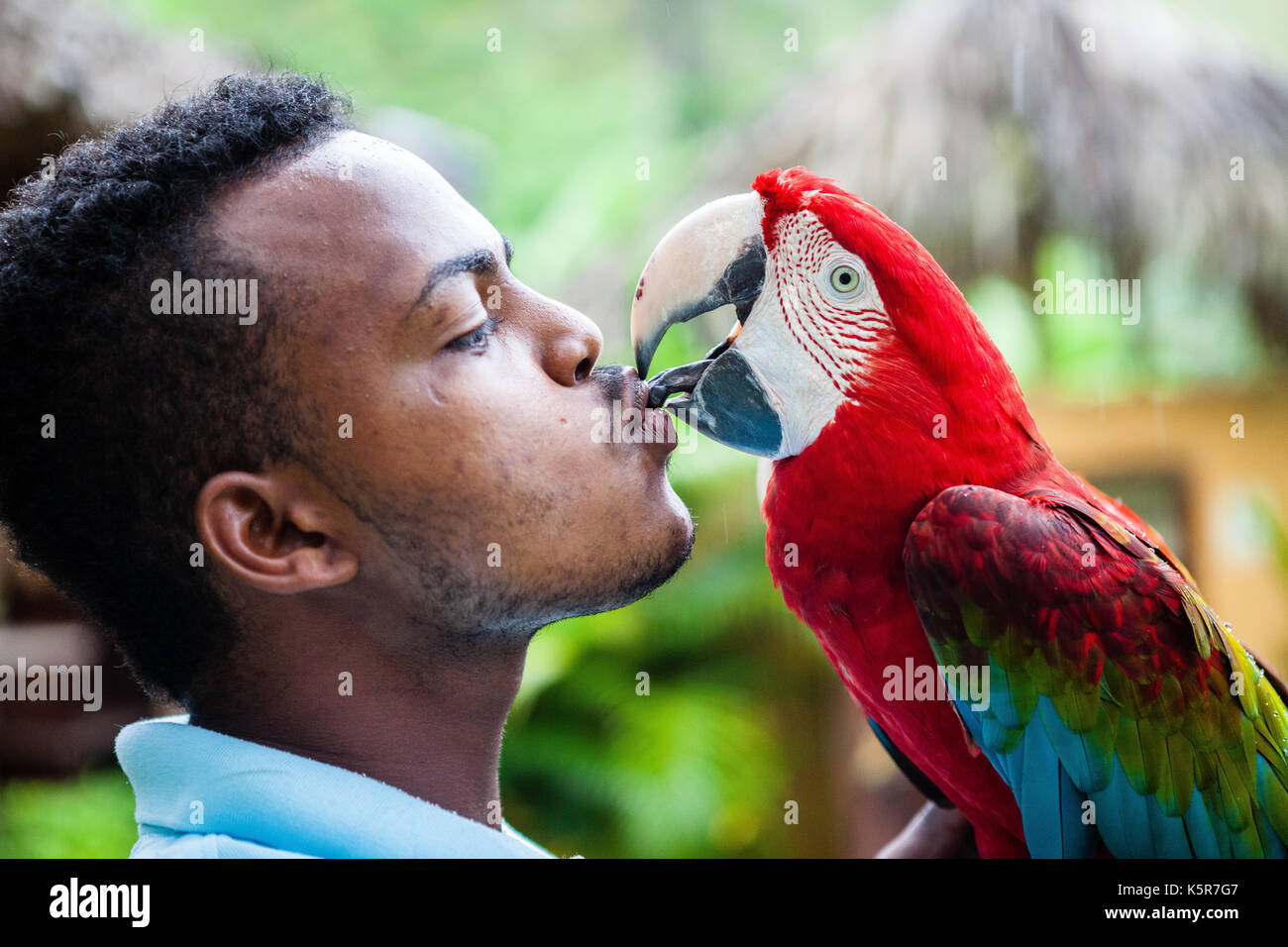 Men kissing a parrot in Dominican Republic Stock Photo