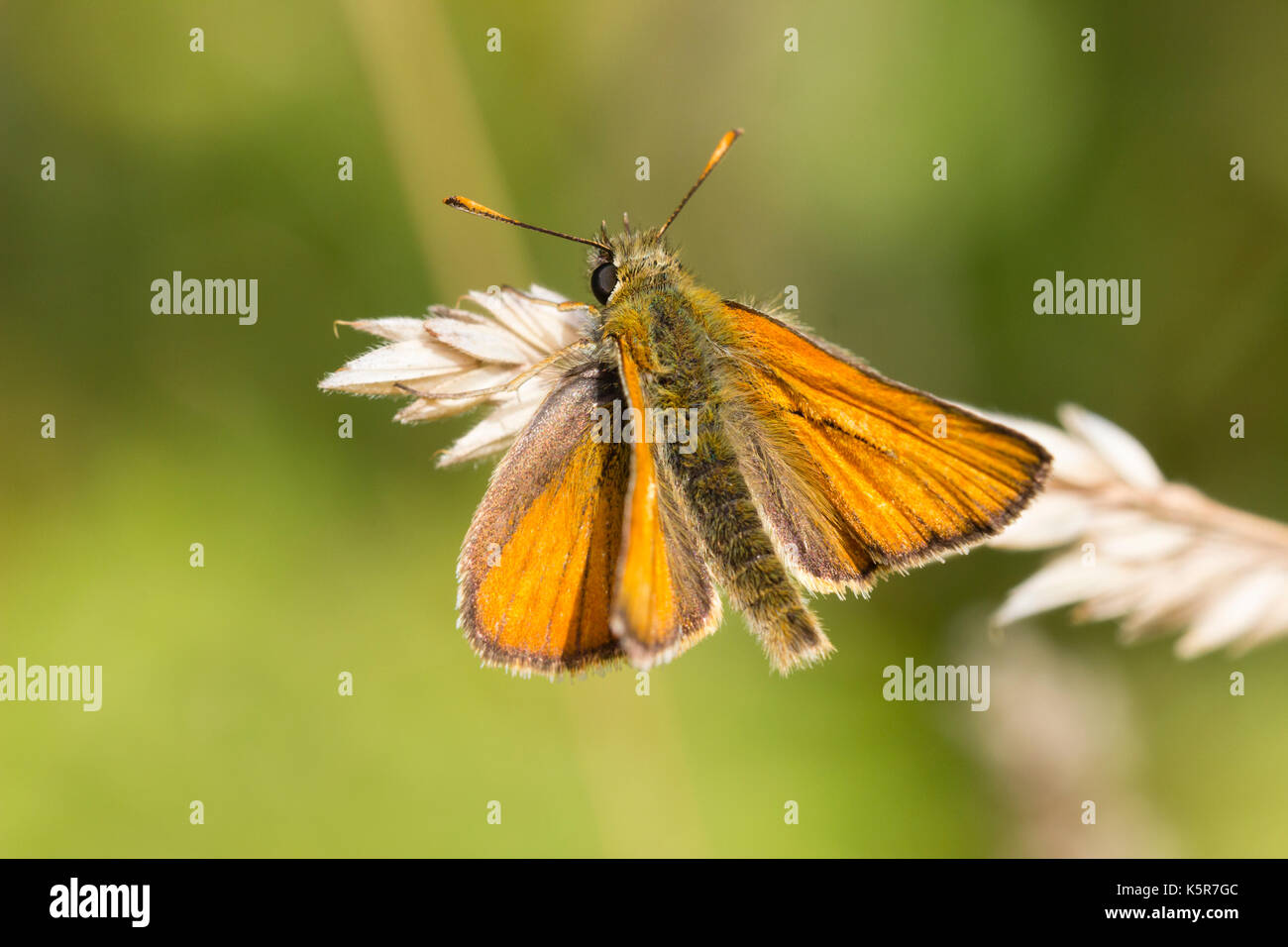 Male small skipper butterfly, Thymelicus sylvestris, at rest on grass in a summer meadow Stock Photo