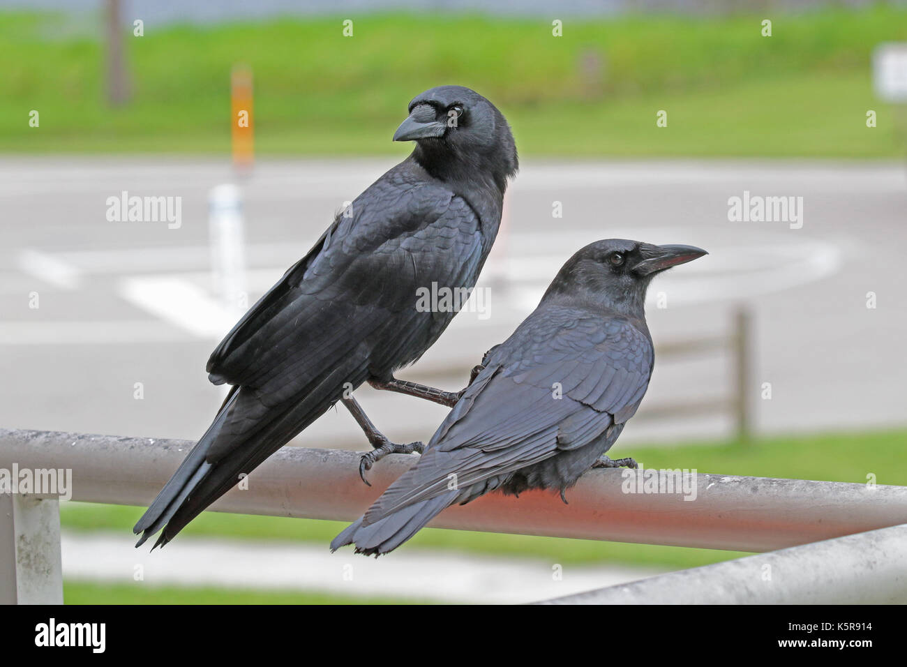 Pair of American crows interacting Stock Photo