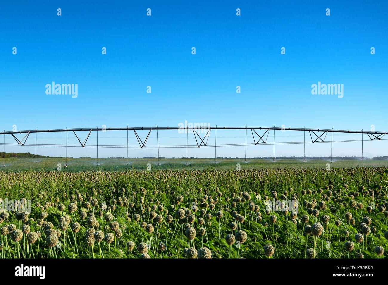 Drip irrigation system in field Stock Photo Alamy