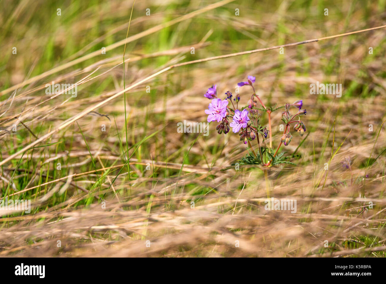 Purple flower of Geranium pratense in field Stock Photo