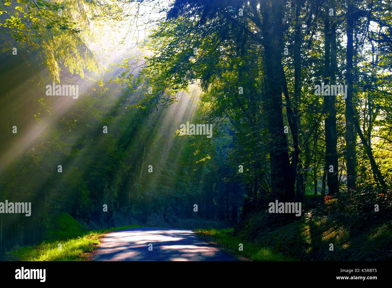 A view of a quiet sunlit lane in rural Brittany, France Stock Photo