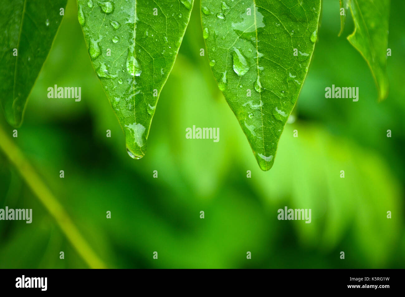 Water drops hanging from green leaves right after the rains against a vivid green background. Stock Photo
