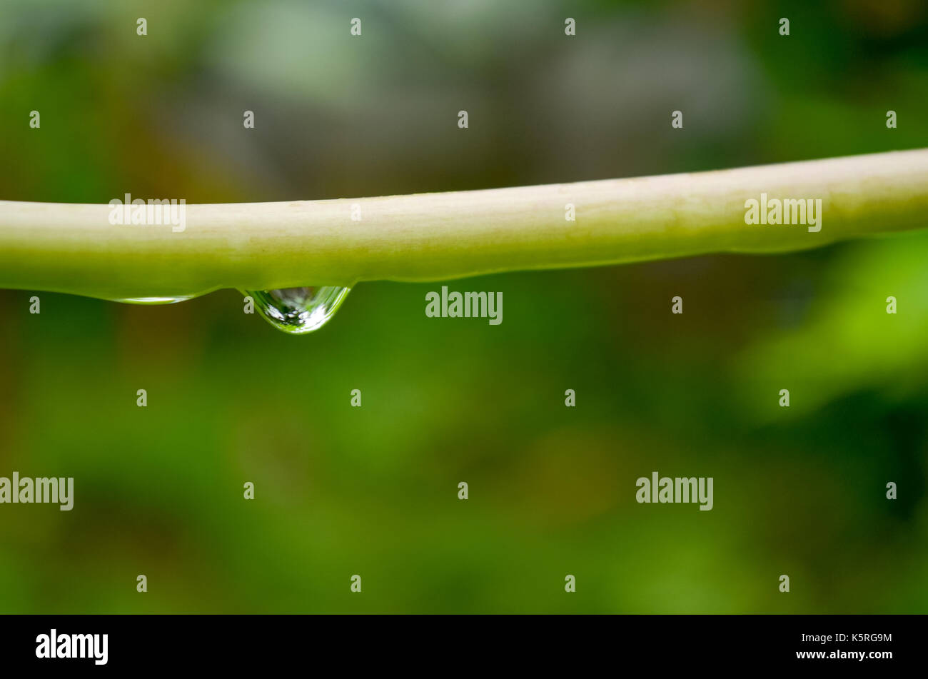 Single, reflective, water drop hanging from a plant stem. Stock Photo