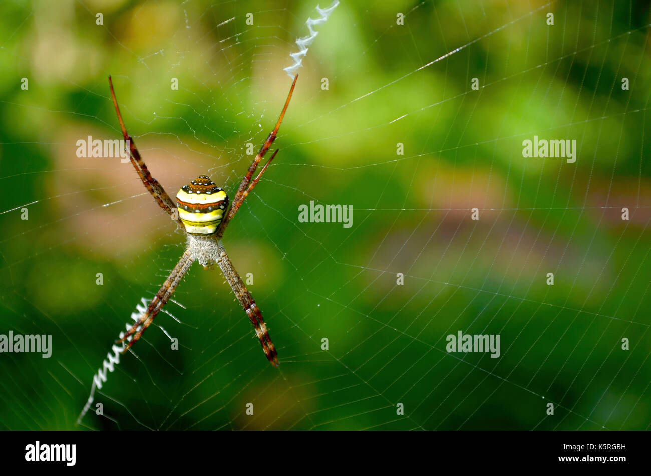 Beautiful spider on web with a blurred green background Stock Photo