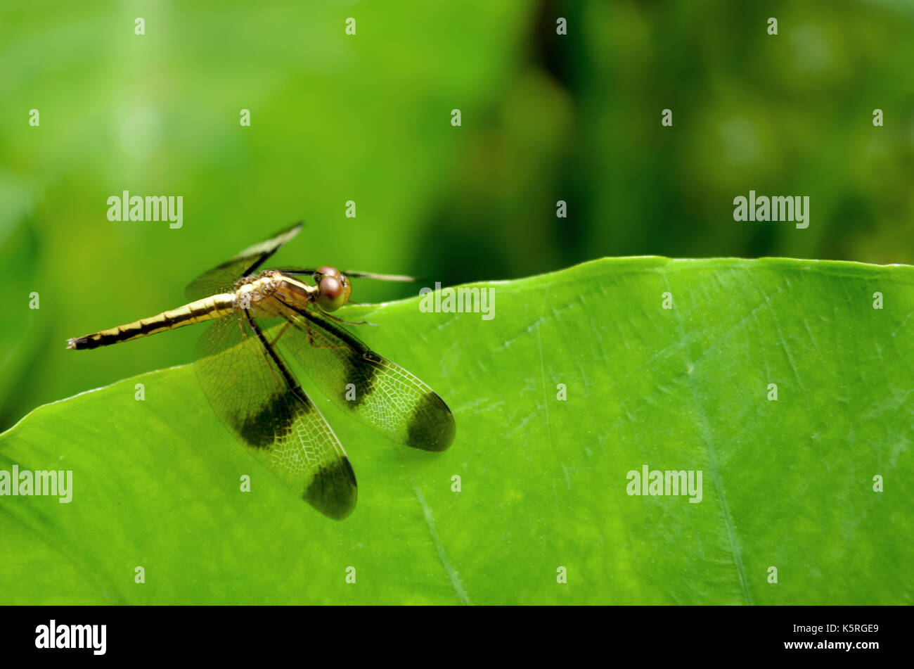 Dragonfly resting on a green leaf against green background. Stock Photo