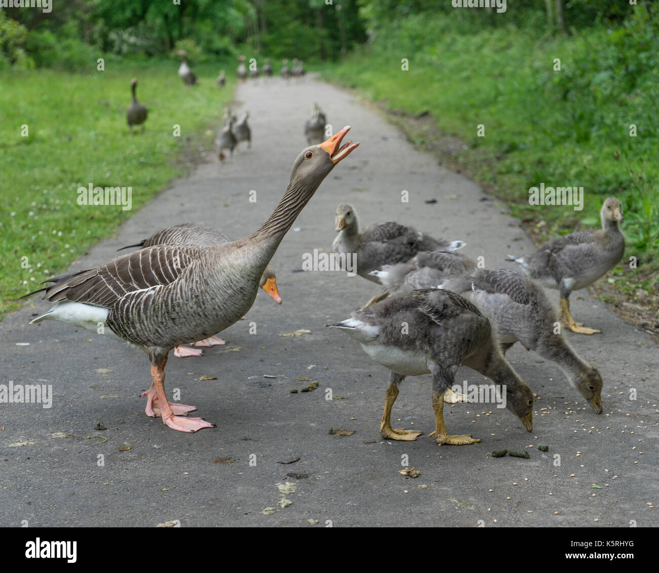 Goose hissing to protect its young at Washington Wetland Centre, Tyne and Wear Stock Photo