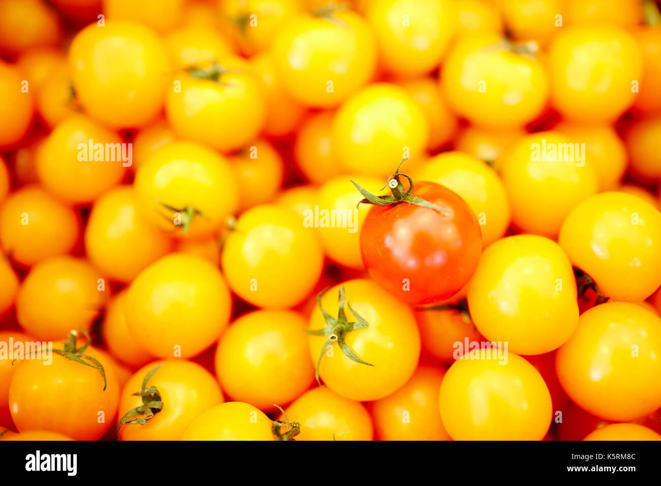 Ripe tomatoes Stock Photo
