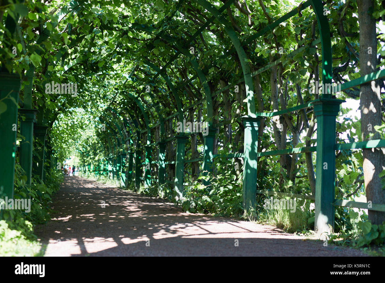 Tree alley in summer hi-res stock photography and images - Alamy