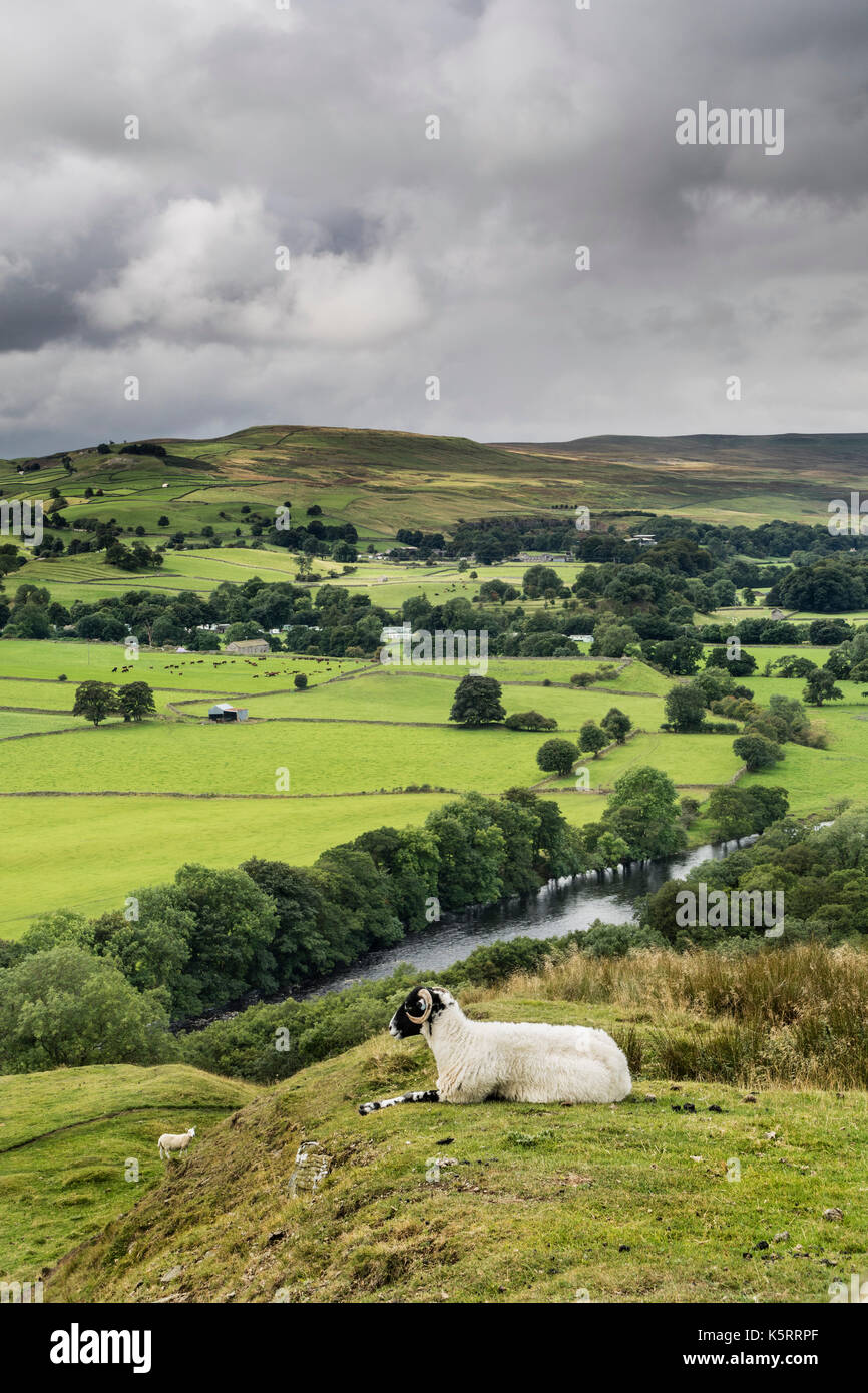 Resting Sheep and the View Towards Harter Fell and Crossthwaite Common from Whistle Crag, MIddleton-in-Teesdale, County Durham, UK Stock Photo