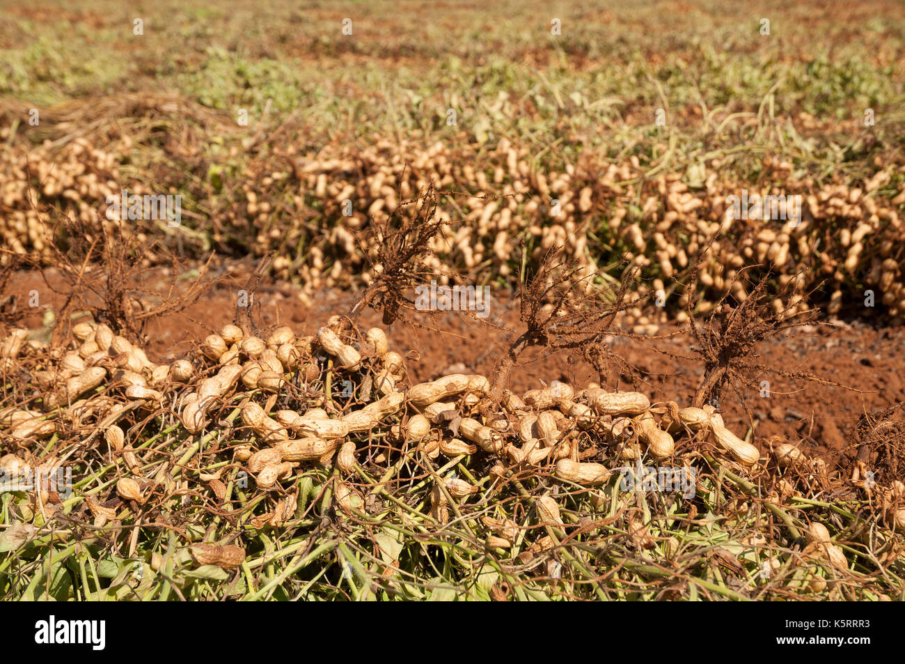 Peanuts field Stock Photo Alamy