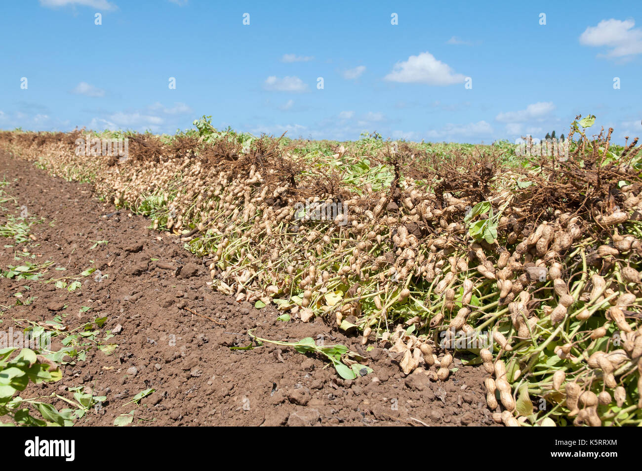 Peanuts field Stock Photo