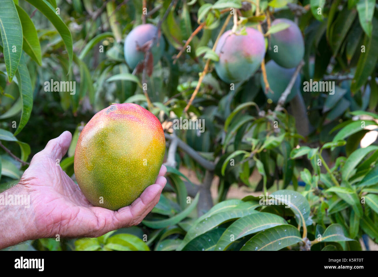 Mango picking from thetree Stock Photo Alamy