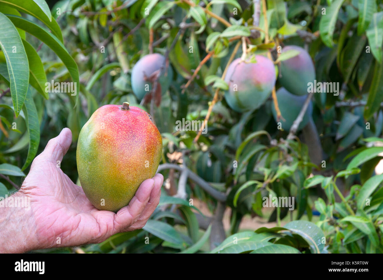 Mango picking from thetree Stock Photo