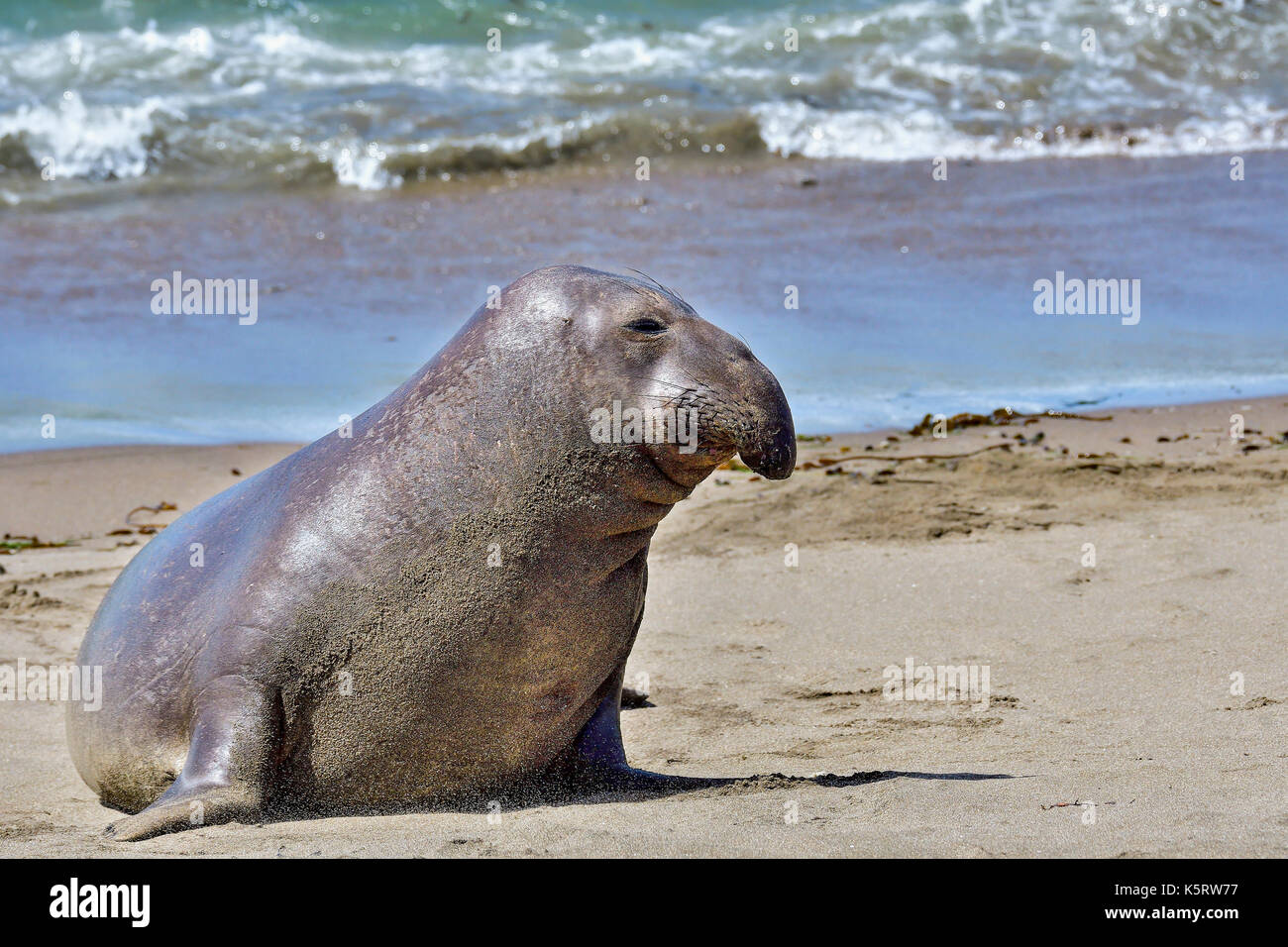 Northern Elephant Seal Stock Photo