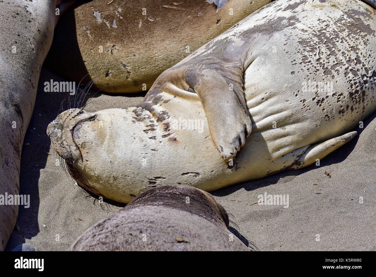 Northern Elephant Seal Stock Photo Alamy