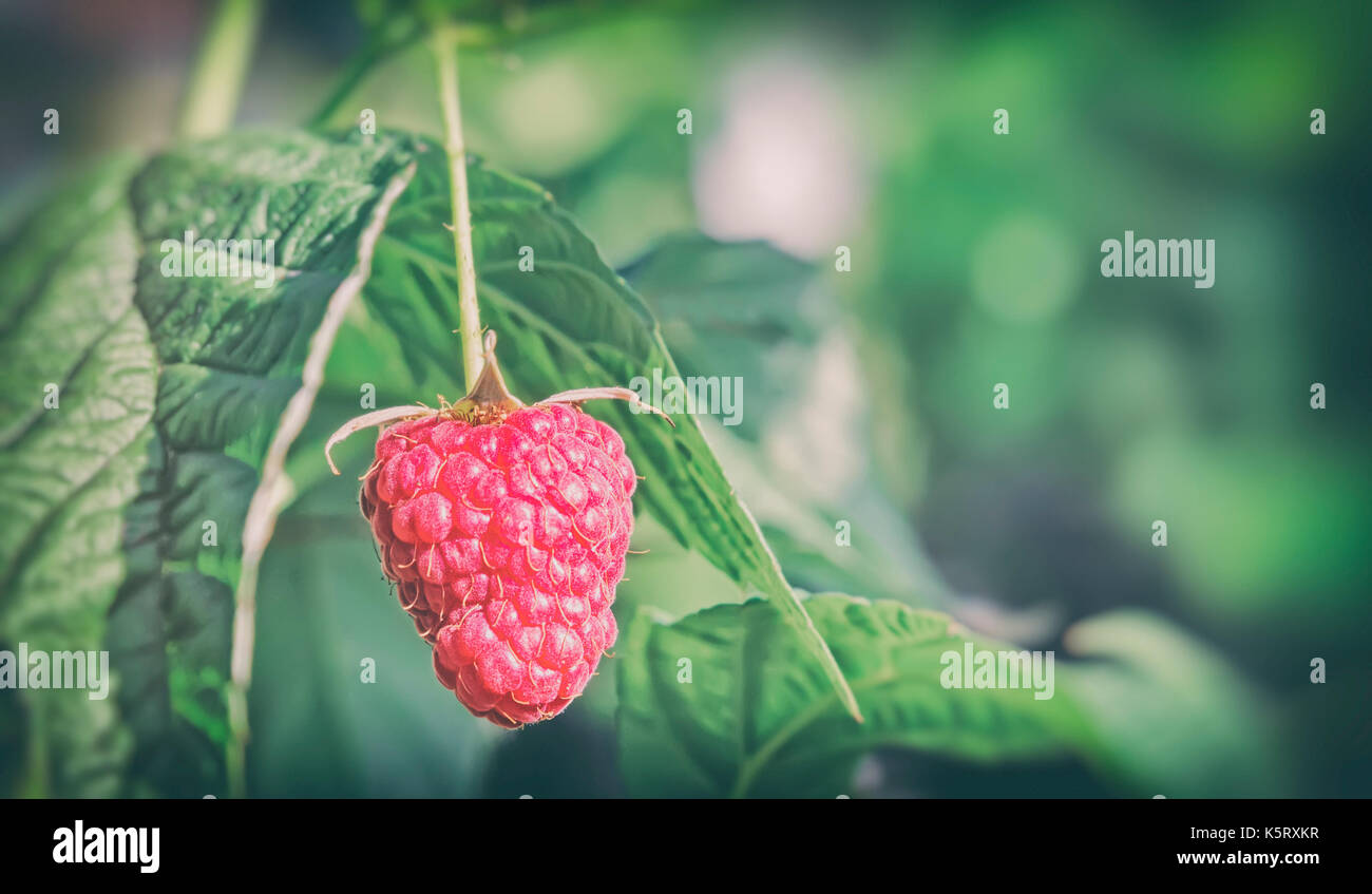 In the garden on the branches of the raspberries among green leaves. Stock Photo
