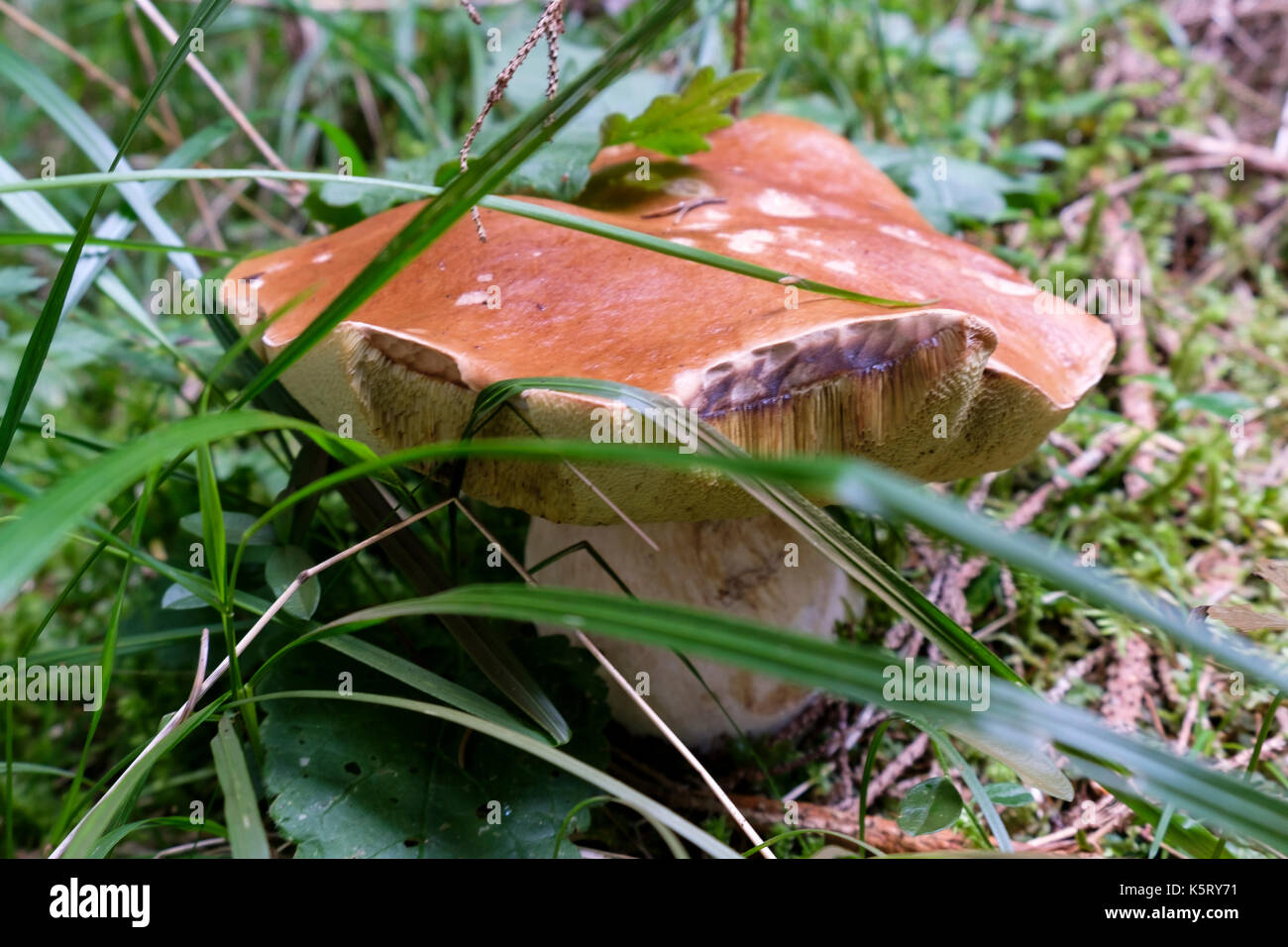giant porcini mushroom boletus edulis in the forest Stock Photo Alamy