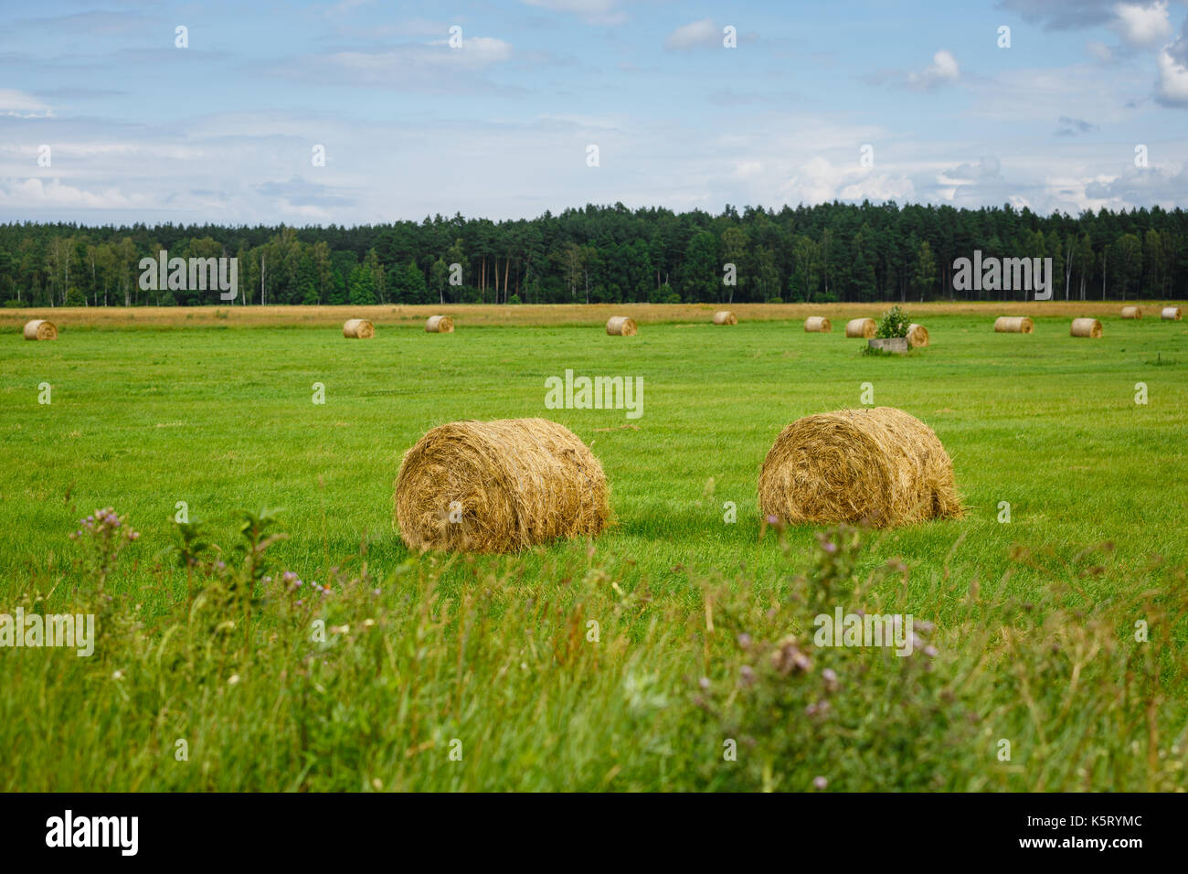 green meadow with hay rolls Stock Photo - Alamy