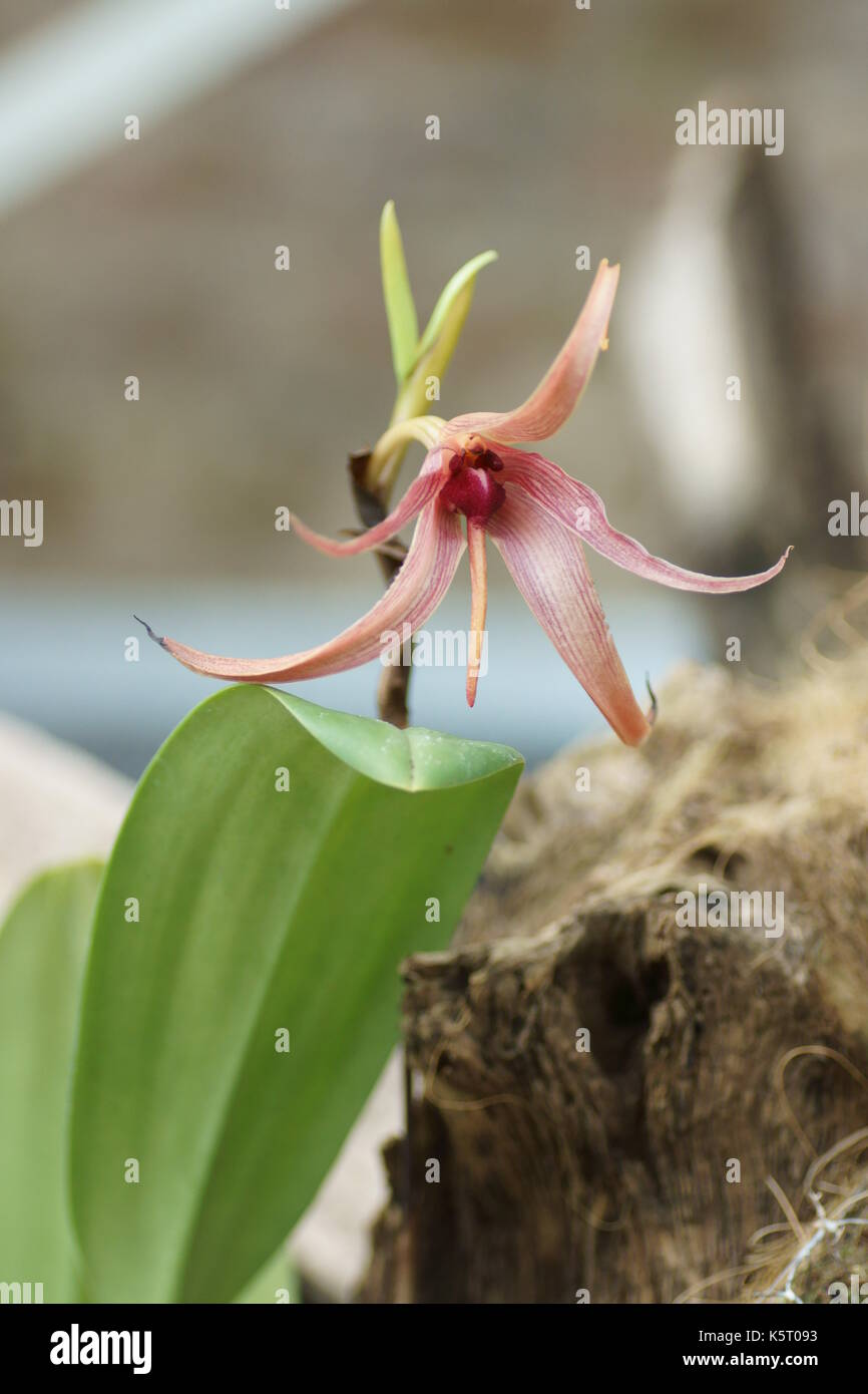 Bulbophyllum echinolabium Stock Photo