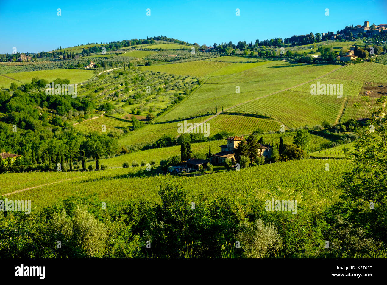 Typical tuscanian landscape with farmhouses, green hills, trees, vineyards, olive orchards and blue sky in Chianti Stock Photo